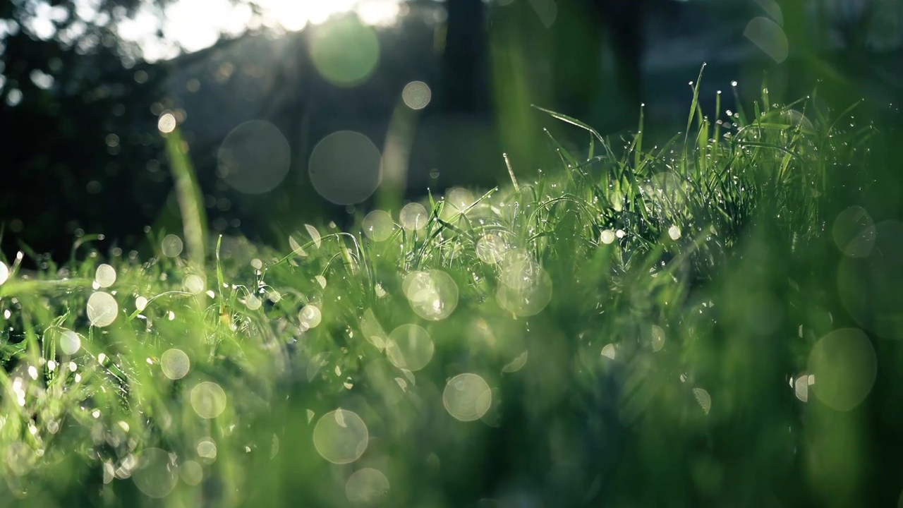 [空镜素材]草丛光斑