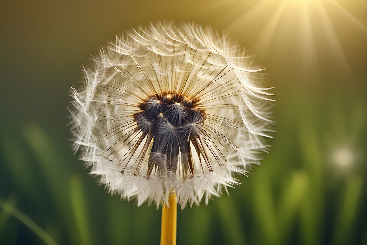 ai generated, dandelion, flower